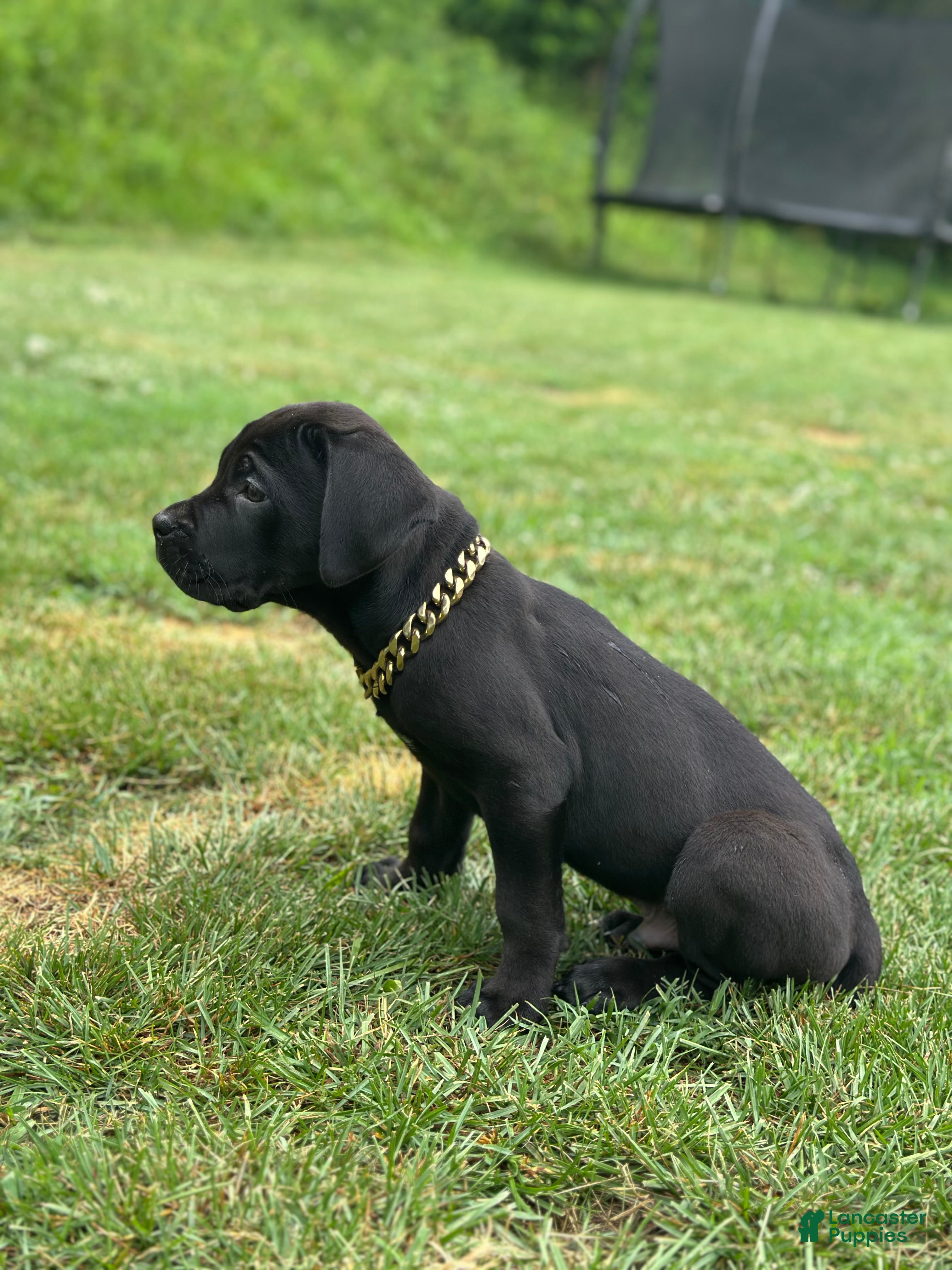 Cane Corso dogs Popeye  - Ad 3