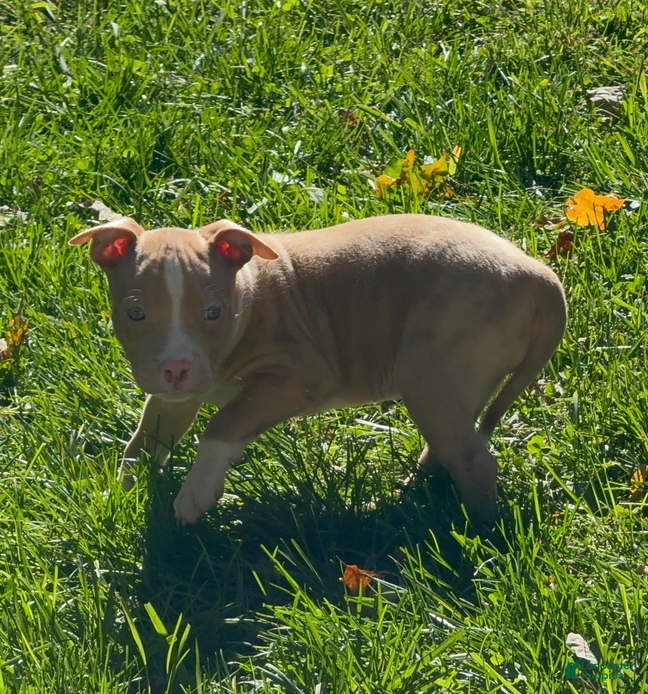 American Bully dogs American Bully 5 - Ad 5