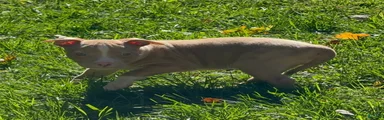 American Bully 5