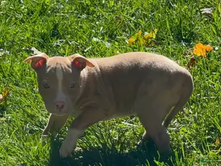American Bully dogs American Bully 5 - Ad 5