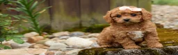 Cavapoo dogs for sale: Veronica💖 - Ad 11