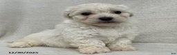 Maltipoo dogs for sale: Callie - Ad 1
