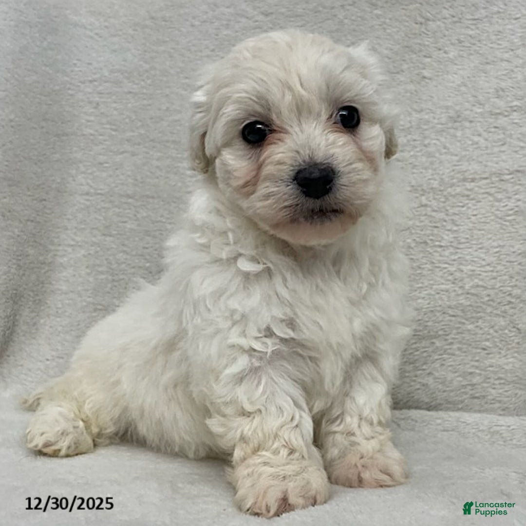 Maltipoo dogs for sale: Callie - Ad 1