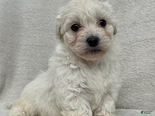 Maltipoo dogs Callie - Ad 40