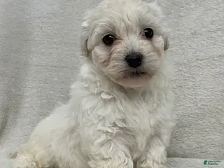 Maltipoo dogs Callie - Ad 40