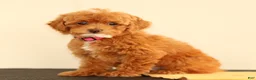 Miniature Poodle dogs for sale: Magnet - Ad 1