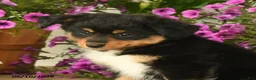 Toy Australian Shepherd dogs for sale: Andrea - Ad 4