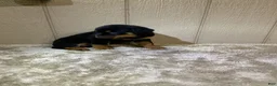 Rottweiler dogs for sale: Rottweiler 3 - Ad 11