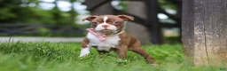 Boston Terrier dogs for sale: Ember - Ad 5