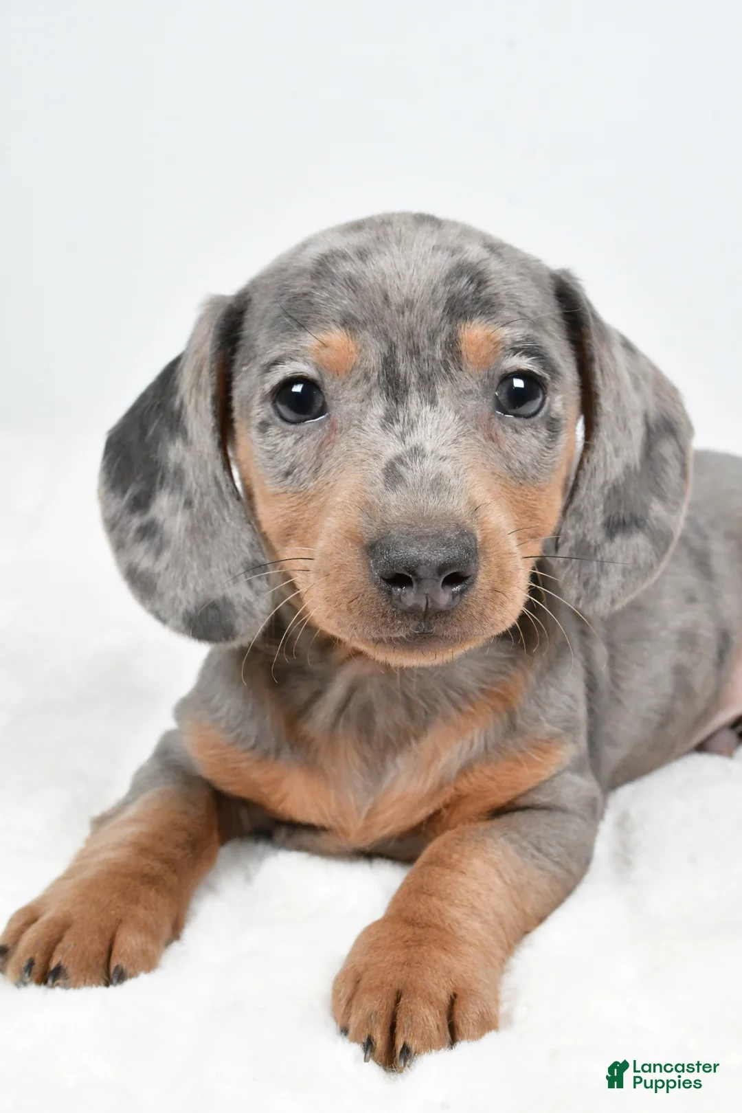 Dachshund dogs for sale: Cash - Ad 9