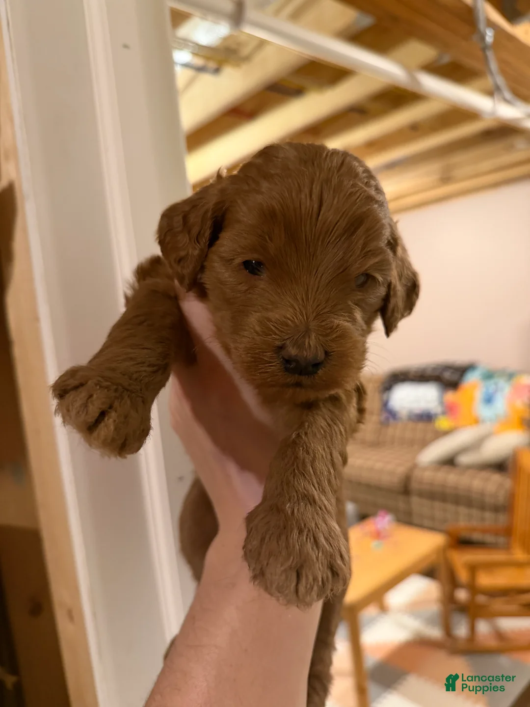 Labradoodle dogs for sale: Labradoodle Lime Green - Ad 2