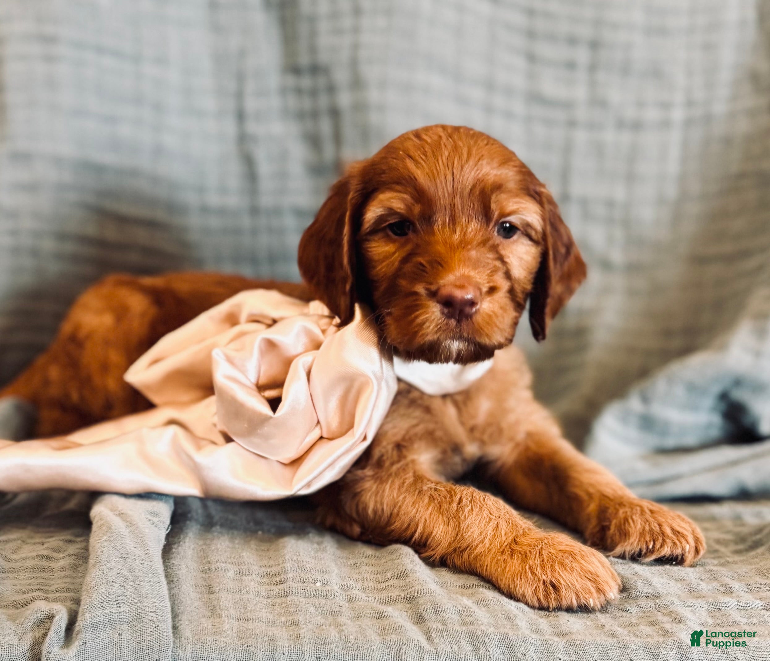 Irish Doodle dogs Irish Doodle Puppy- Andrina - Ad 1