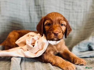 Irish Doodle dogs for sale: Irish Doodle Puppy- Andrina - Ad 3