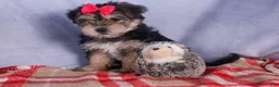 Morkie dogs for sale: Nova - Ad 19