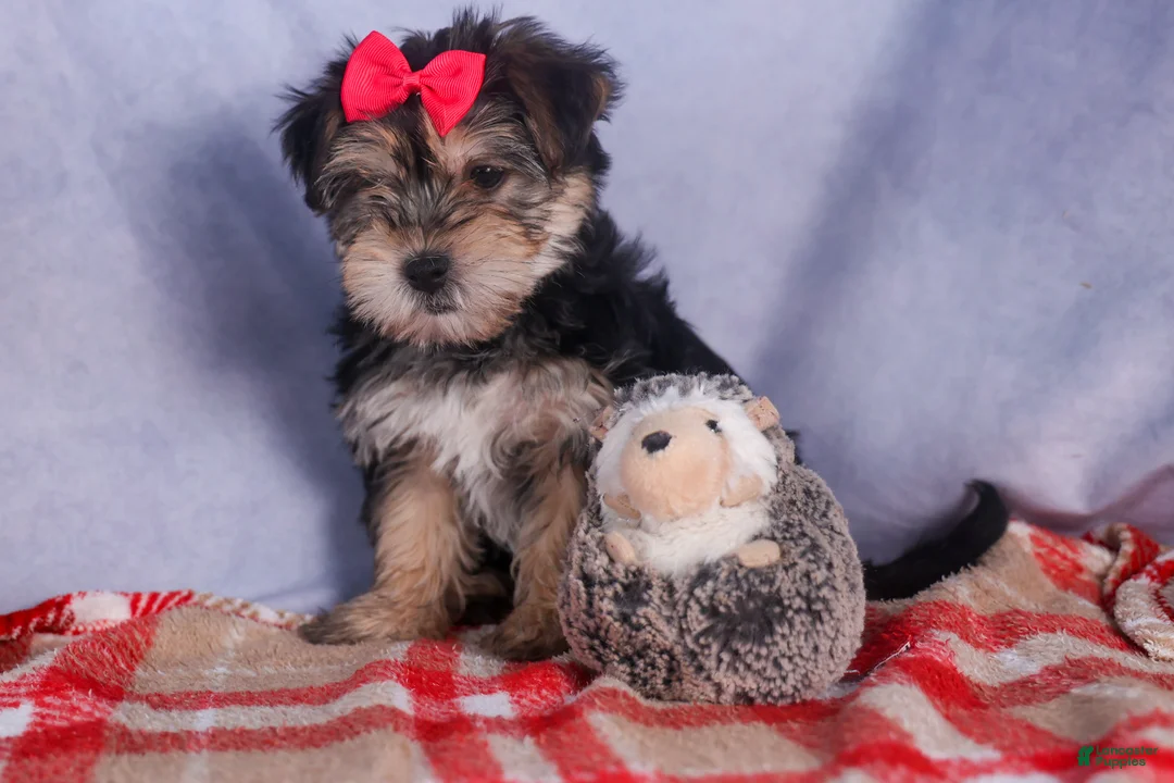 Morkie dogs for sale: Nova - Ad 19