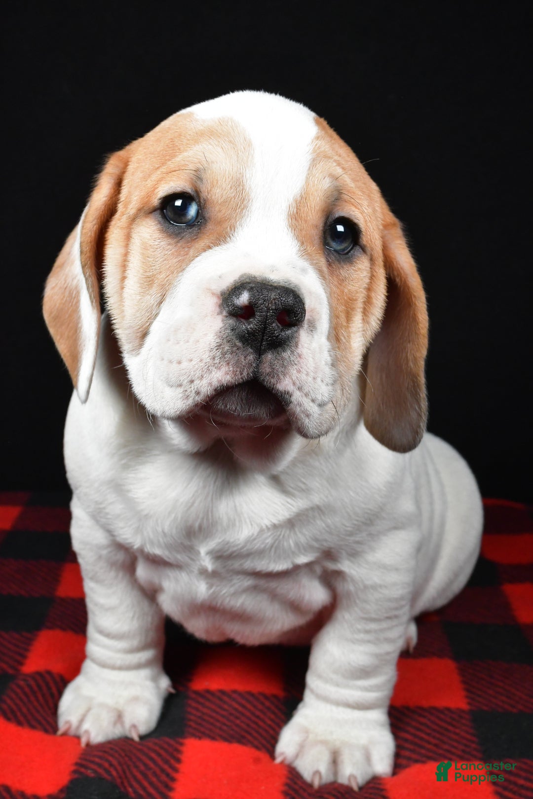 Beabull dogs for sale: Lincoln - Ad 7