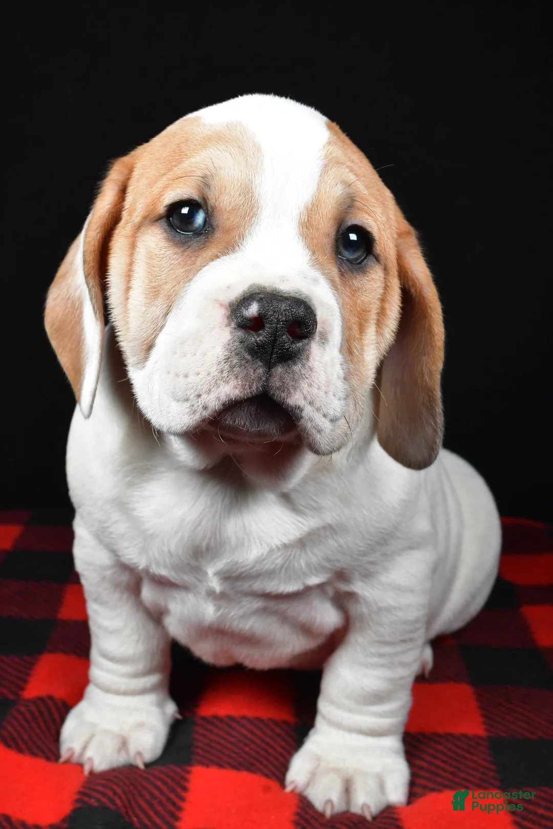 Beabull dogs for sale: Lincoln - Ad 7