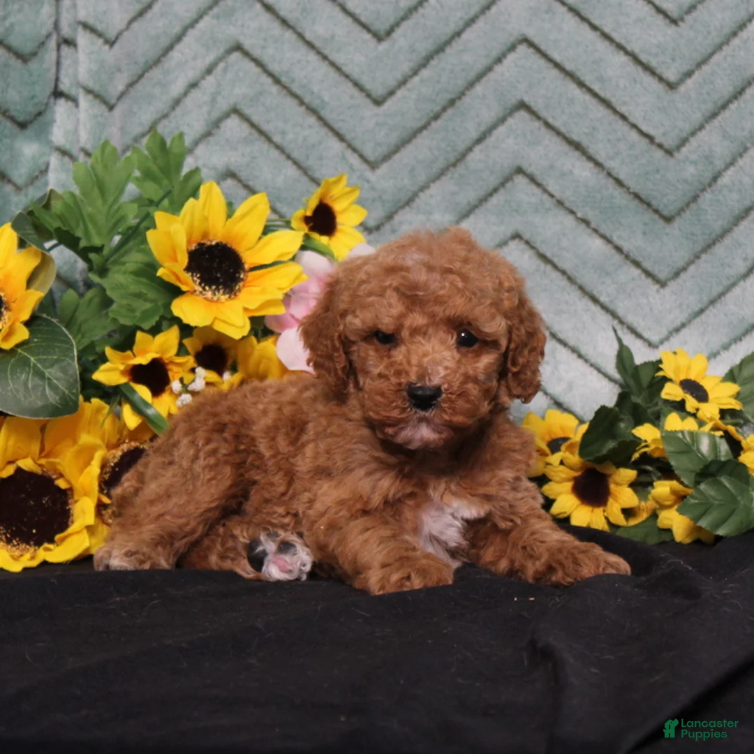 Miniature Poodle dogs for sale: Yetta - Ad 2