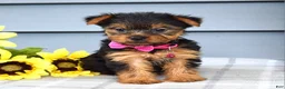 Yorkshire Terrier dogs for sale: Amelia - Ad 4