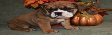 Rosie