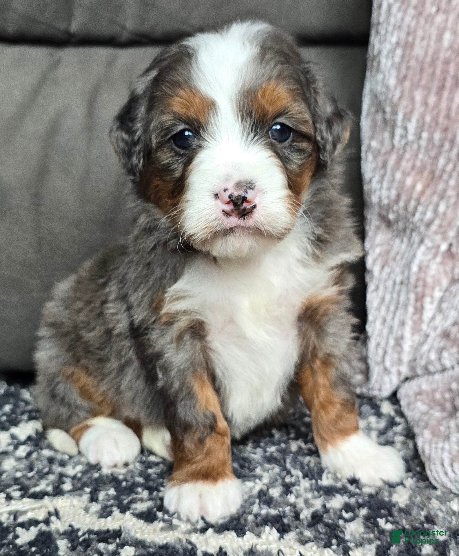 Mini Bernedoodle dogs Mini Sophie - Ad 16