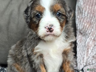 Mini Bernedoodle dogs Mini Sophie - Ad 16