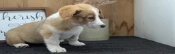 Welsh Corgi Pembroke dogs for sale: Nadia - Ad 8