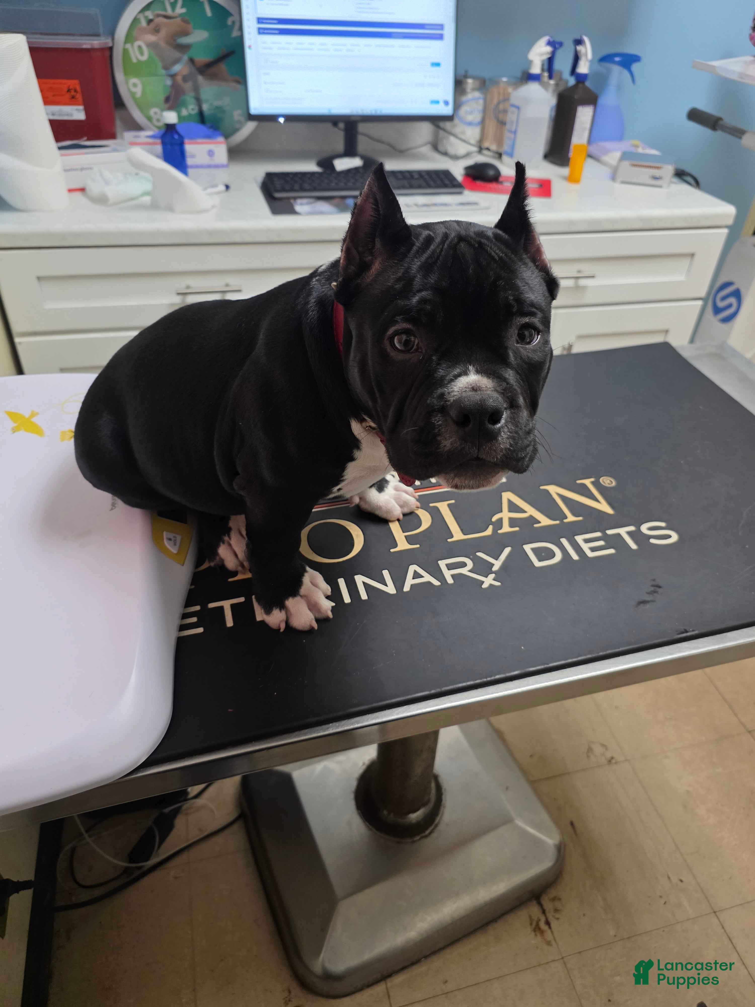 American Bully dogs American Bully  - Ad 2