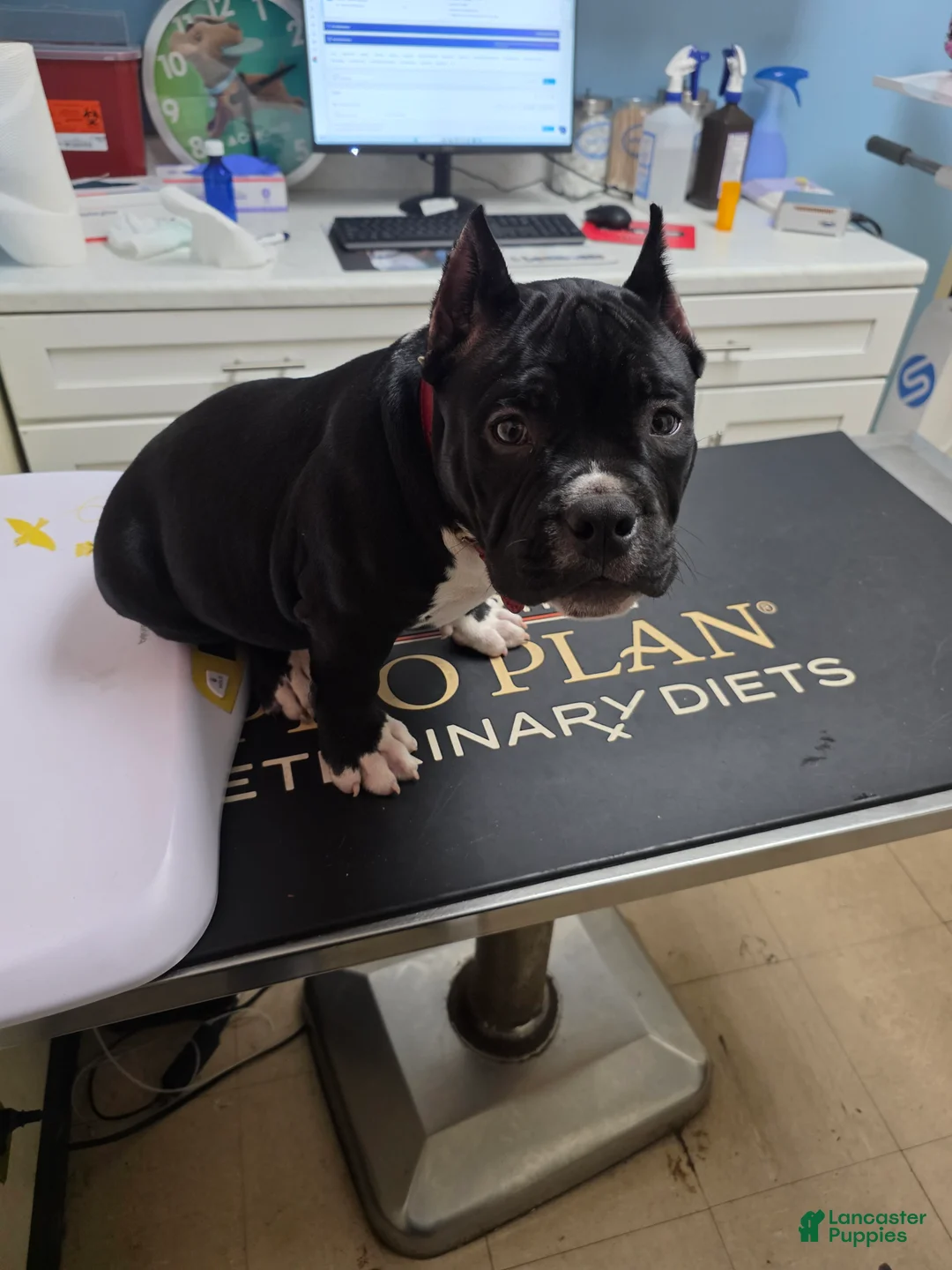 American Bully dogs for sale: American Bully  - Ad 2