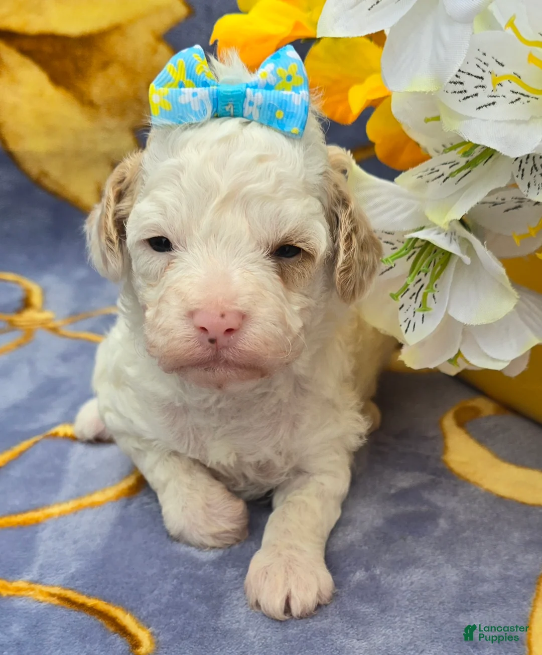 Cavapoo dogs for sale: Coral - Ad 2