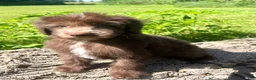 Mixed Breed dogs for sale: Carlton - Ad 4