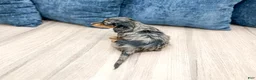 Miniature Dachshund dogs for sale: Asher - Ad 6
