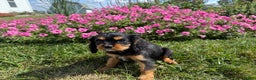 Cavalier King Charles Spaniel dogs for sale: Roscoe - Ad 4