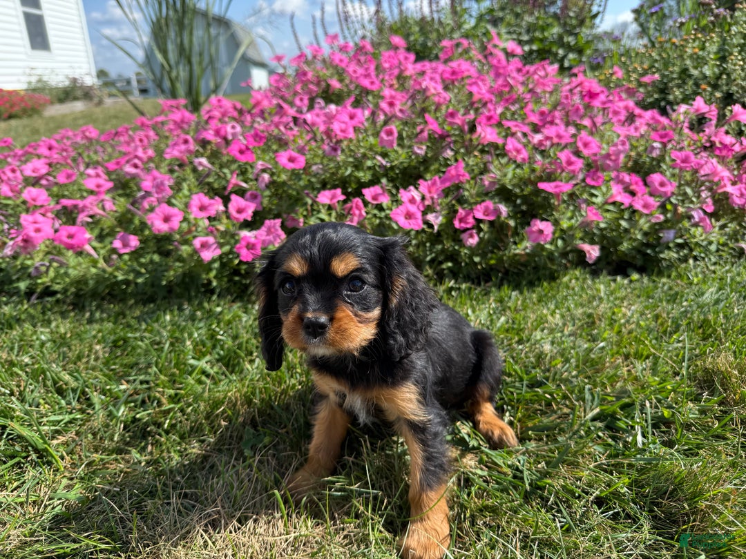 Cavalier King Charles Spaniel dogs for sale: Roscoe - Ad 4