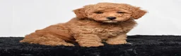 Mini Goldendoodle dogs for sale: River - Ad 3