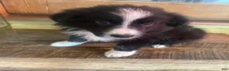 Australian Shepherd dogs for sale: Australian Shepherd 7 - Ad 29