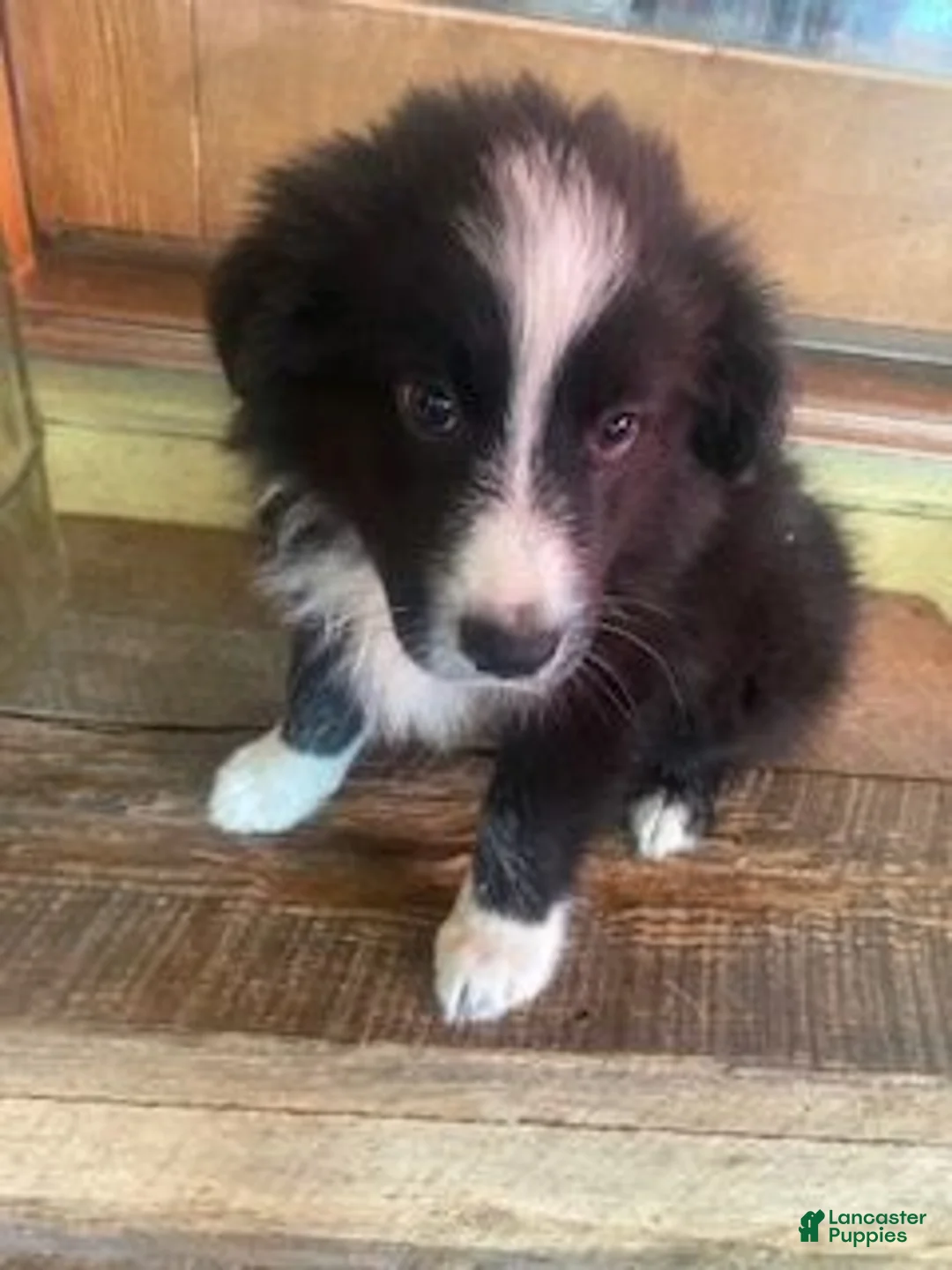Australian Shepherd dogs for sale: Australian Shepherd 7 - Ad 29