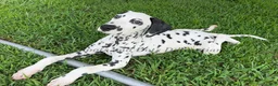 Dalmatian dogs for sale: Flash - Ad 3