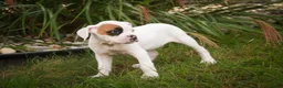 Boxer dogs for sale: Spot - Ad 6