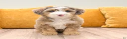 Mini Bernedoodle dogs for sale: Skye - Ad 5