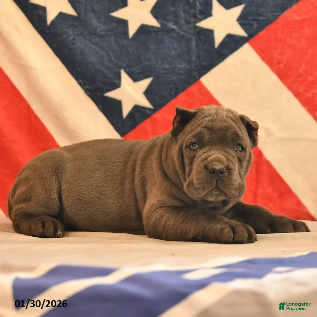 Cane Corso dogs for sale: Iris  - Ad 4