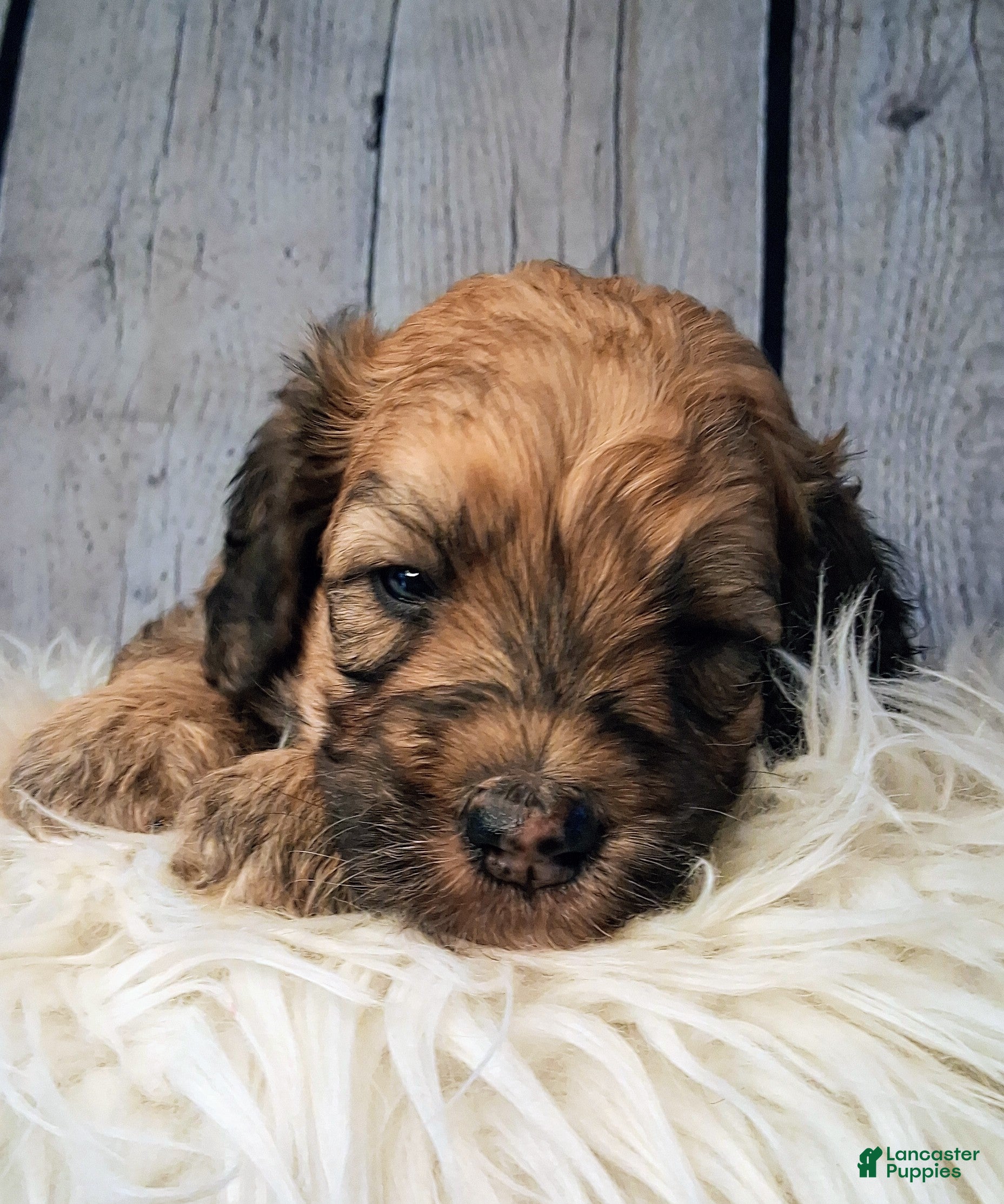 Saint Berdoodles dogs Stewy Lewy - MIni Saint Berdoodles - Ad 3