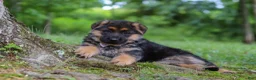 German Shepherd dogs for sale: German Shepherd 2 - Ad 2
