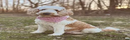 Goldendoodle dogs for sale: Finn  - Ad 3