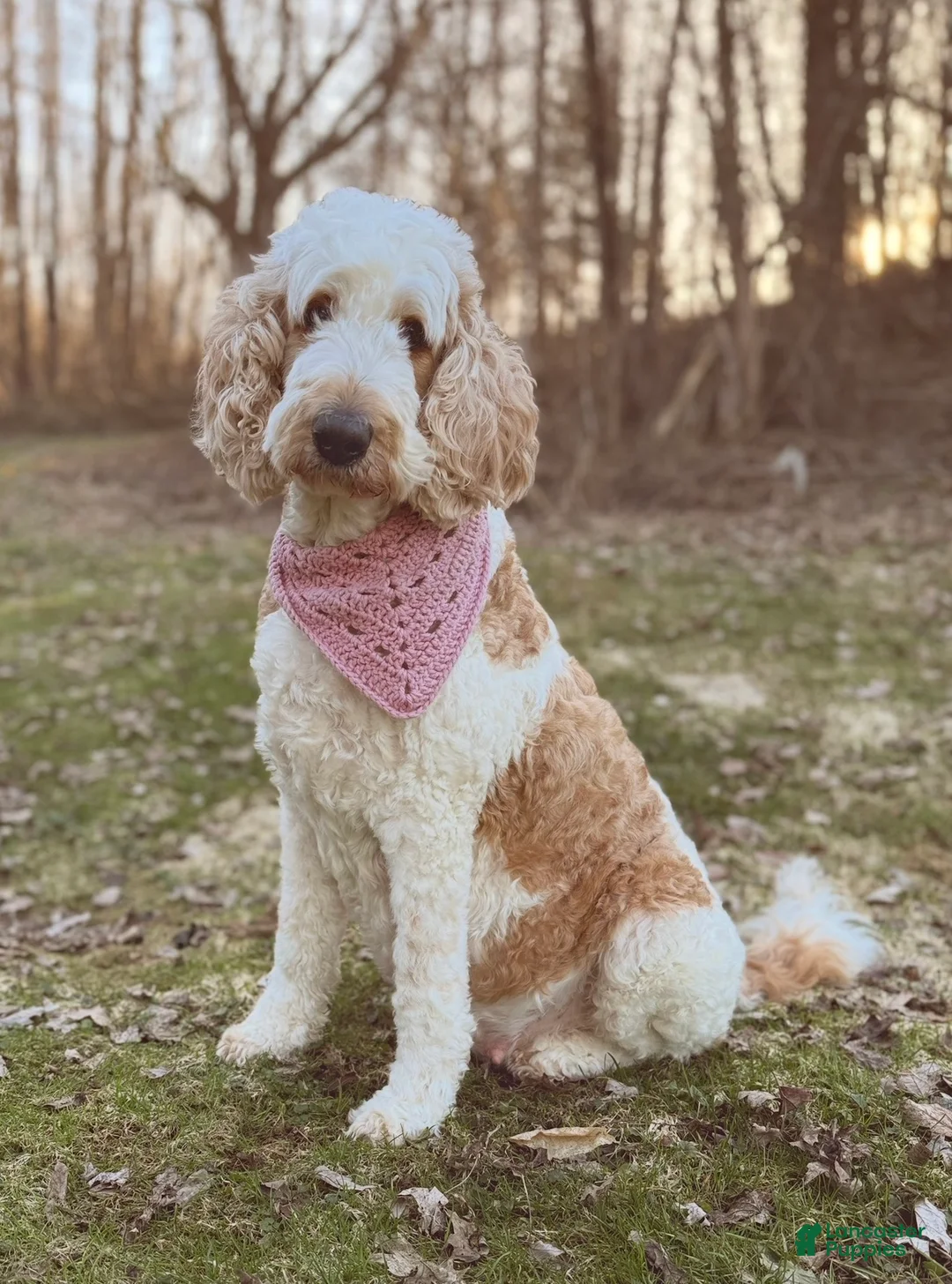 Goldendoodle dogs for sale: Finn  - Ad 3