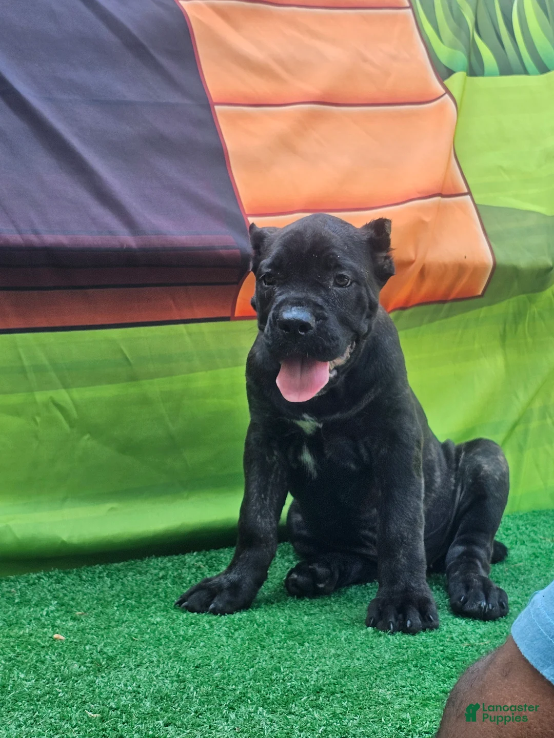 Cane Corso dogs for sale: BLAZE - Ad 2