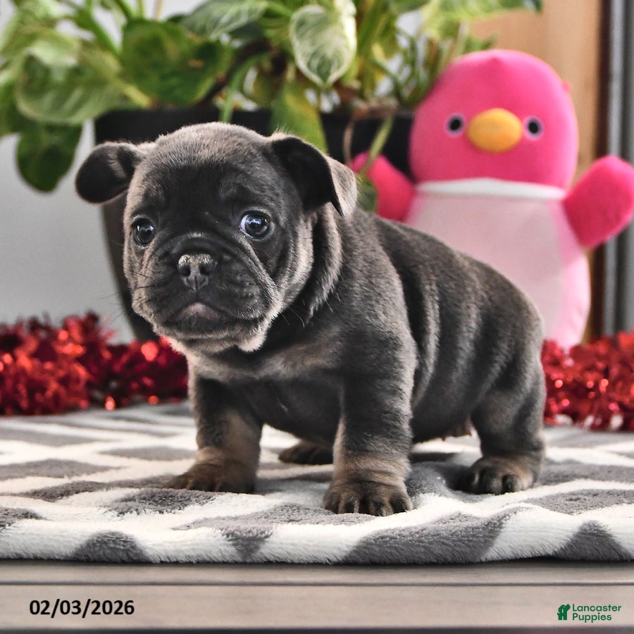 French Bulldog dogs Fluffy - Ad 2