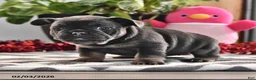 French Bulldog dogs for sale: Fluffy - Ad 2