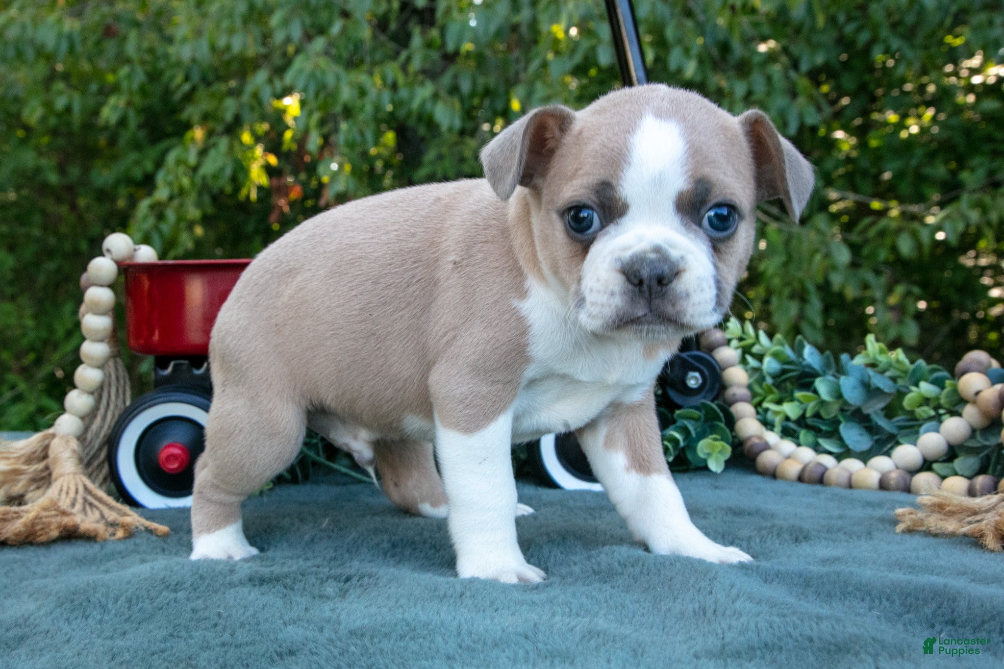 Frenchton dogs Clyde - Ad 2