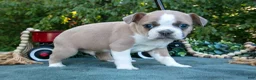 Frenchton dogs for sale: Clyde - Ad 2
